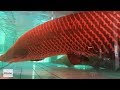 Giant arapaima fish - River Monster Kzone