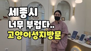 세종시 고양이미용&호텔 / 오늘도미묘 