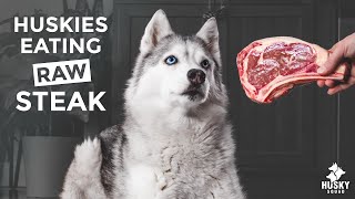 dogs raw steak