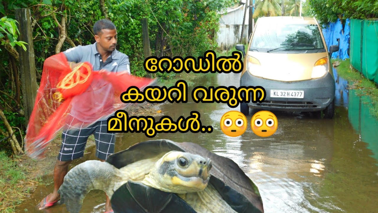 റോഡിൽ കയറി വരുന്ന മീനുകൾ.. 😳😳/Fishing at road