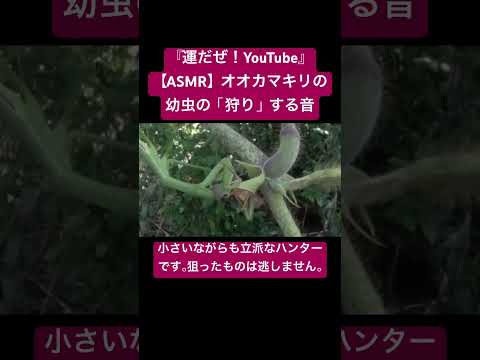 【ASMR】オオカマキリの幼虫の「狩り」する音 #sdgs #虫の音 #bug #sound #昆虫 #虫の声 #insects #yt #mantis #predation #asmr #video
