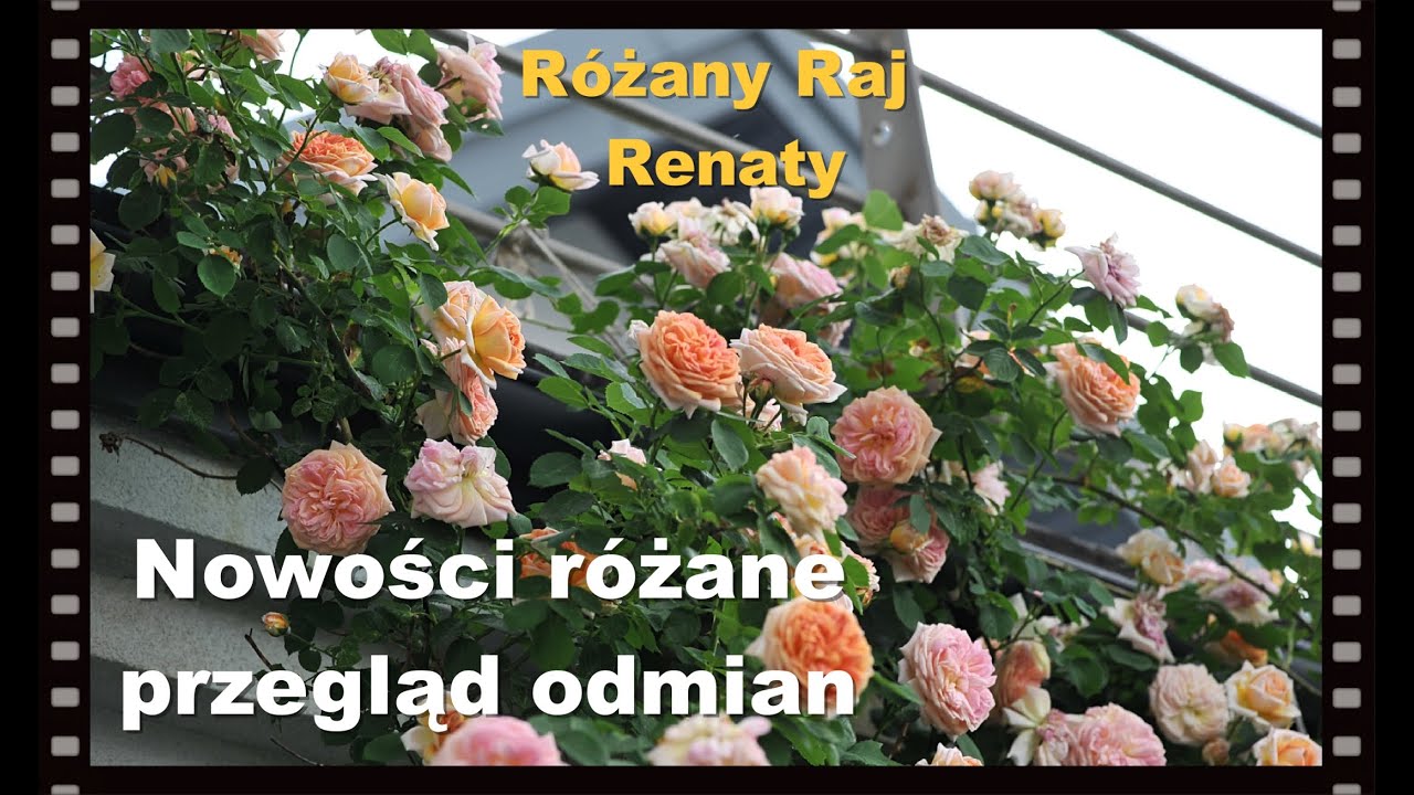 Nowości różane, opis odmian ,róże po zimie, pnące róże.