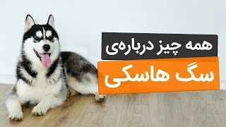 آیا سگ هاسکی برای من مناسبه؟