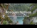 Bosques nativos de Chile: Mapu Lahual