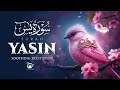 Relax Your Heart & Soul With Surah Yasin (Surah Yaseen) | Heart Touching Quran Recitation
