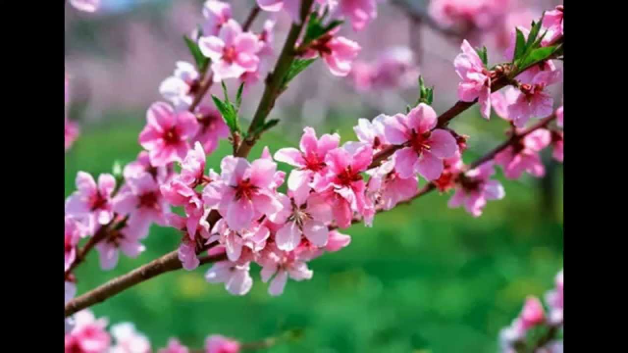 video de primavera - YouTube
