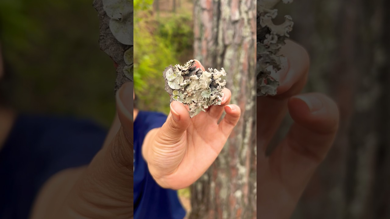 || What is Lichen? || 