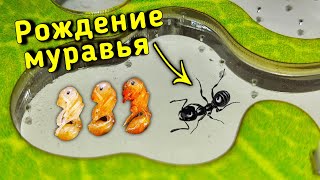 РОЖДЕНИЕ МУРАВЬЯ - как родился первый муравей жнец