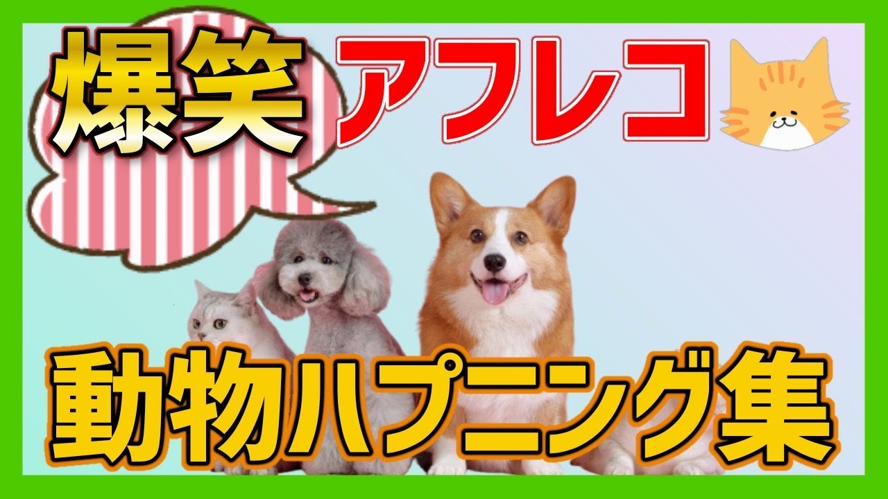 爆笑 動物おもしろアフレコ集 あり得ないことをする犬 猫 おもしろ犬 猫 ハプニング集 Youtube