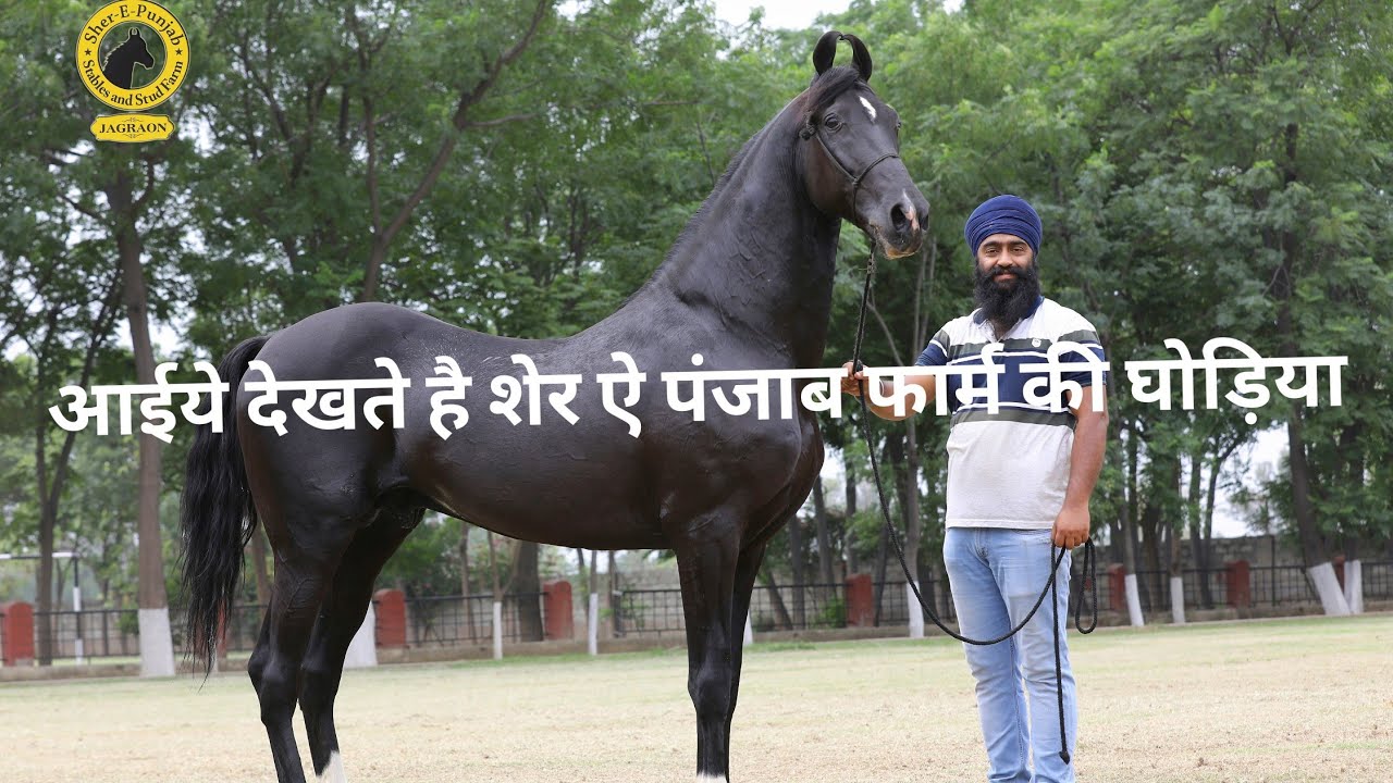 घोड़ो की ब्रीडिंग के बारे में इतनी अच्छी जानकारी और कहीं से नहीं मिलेगी || शेर ऐ पंजाब फार्म Part 1