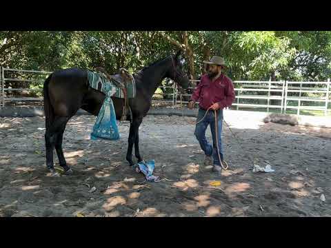 Preparing a horse for first rides by using bags