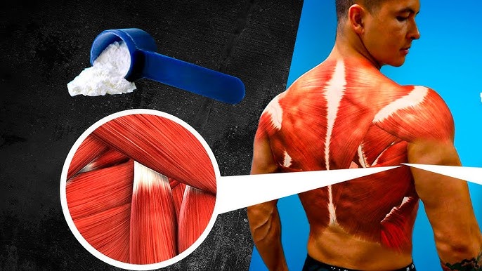 Para entender el funcionamiento de la creatina, conviene repasar brevemente el ciclo energético de las células musculares.