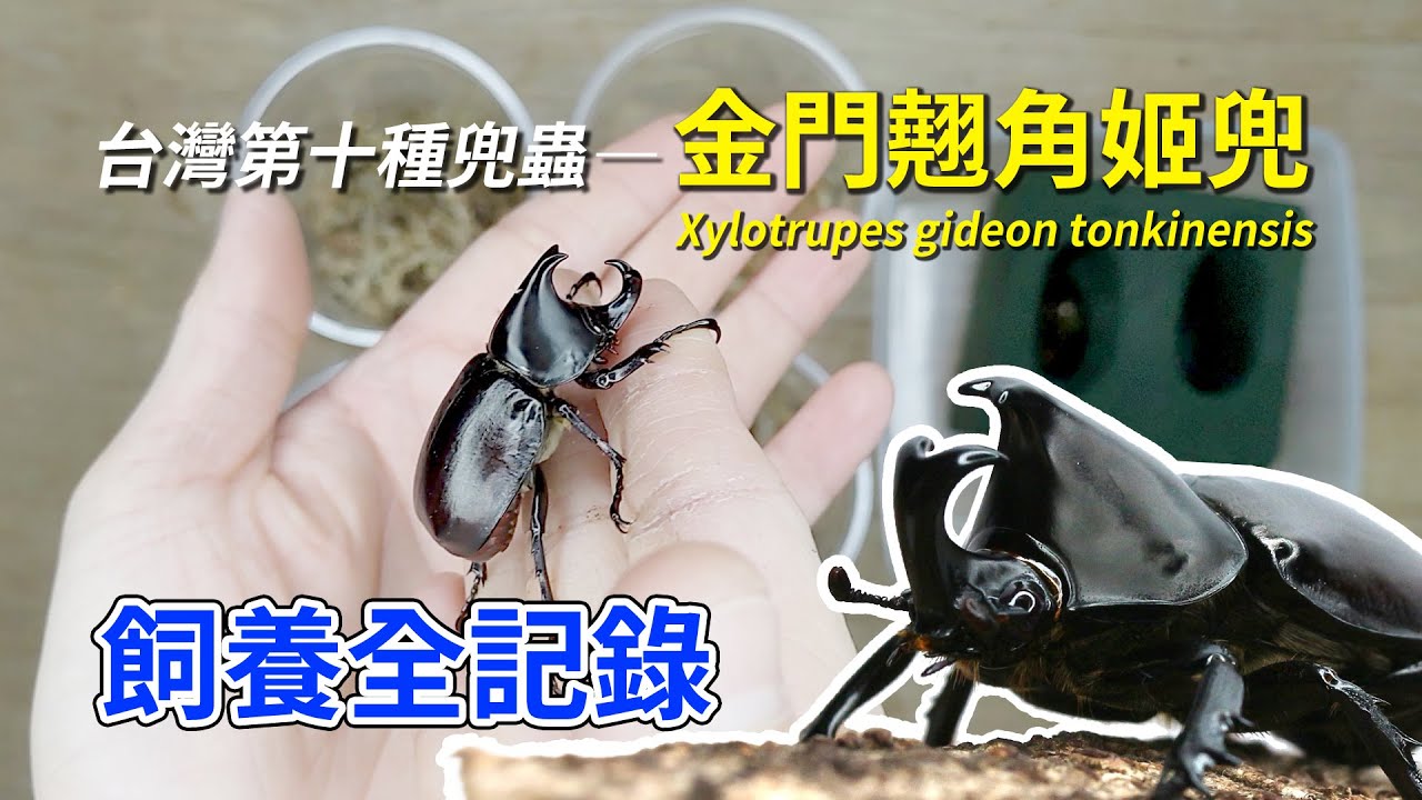 【山林蟲坊】金門姬兜飼養全記錄 | Xylotrupes gideon tonkinensis: Full Record of Rearing ...