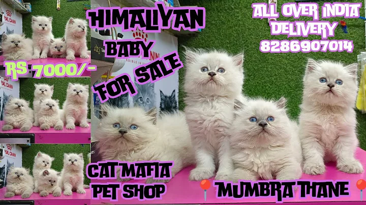 Video 6686641: doll face persian, colour persian, cat pets, cat kitten, breeding quality, breed show