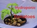 Hydroponic Tomatoes, 4 Micro Varieties And My Indoor Winter Garden 2010/2011