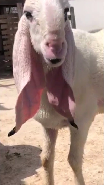 Qurbani ka dumba 🐐#dumba #qurbanikadumba #viralshort