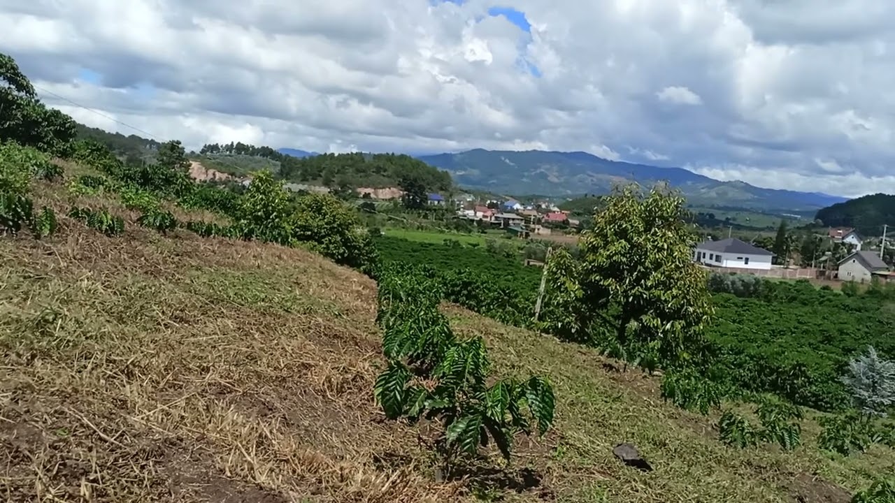 Chi phí đầu tư cho 1ha cà phê... Tạm tính để đưa ra phương án đầu tư cho phù hợp..