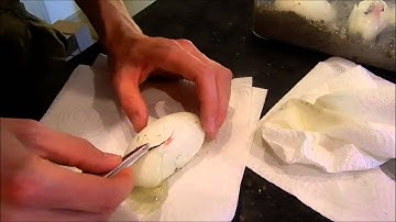 Cutting Ball Python Clutch #3 2015 Clown x fire het. clown