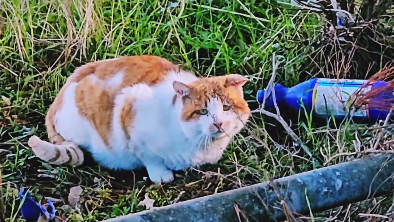 Cat 🐈 😻 🐈‍⬛️ 😺 🐱 😸 