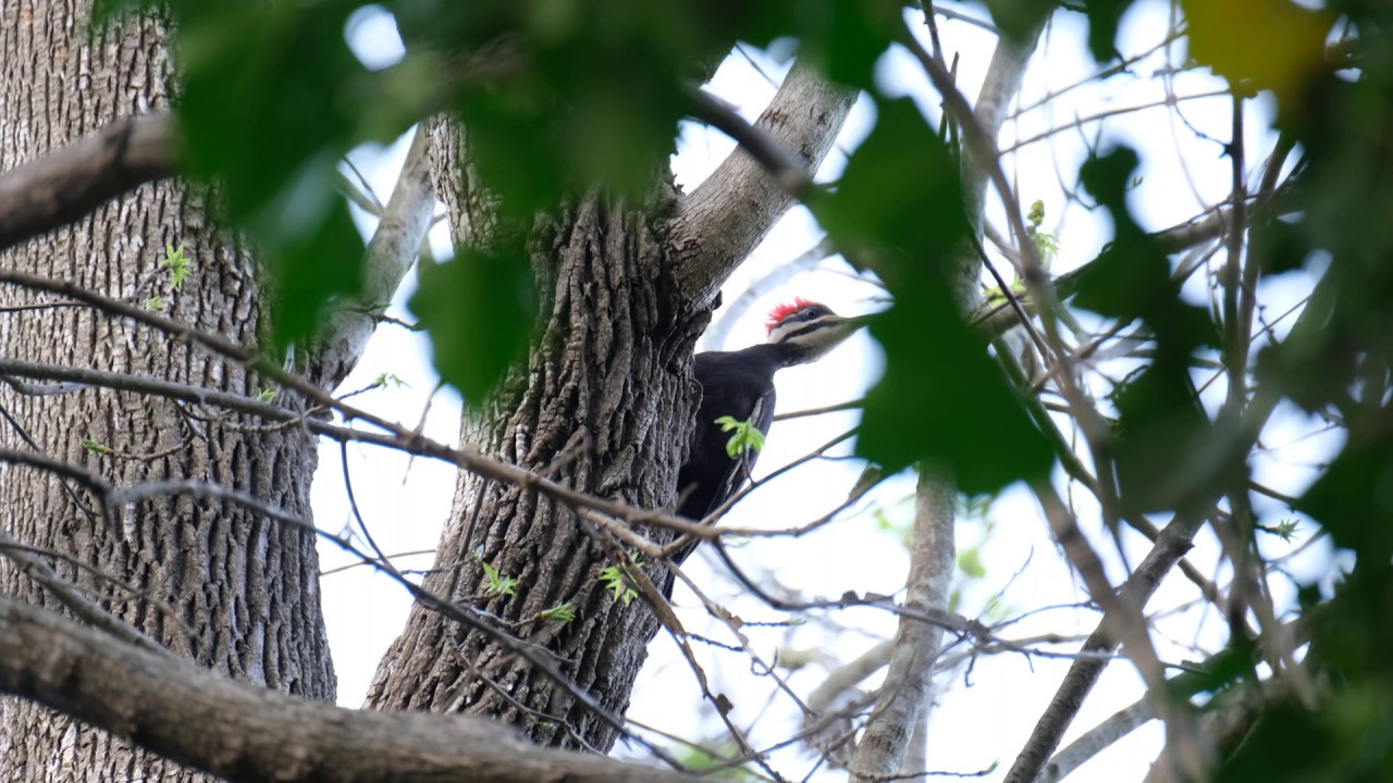 Pileated Woodpecker call - YouTube