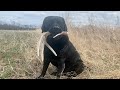 Shed Antler Hunting Missouri Public Land 2022 Pt.2/2