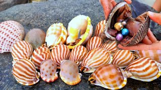 Striped sea snails appear in abundance on the beach, and fishermen harvest high-quality pearls