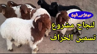 كيفية أختيار وشراء خراف التسمين