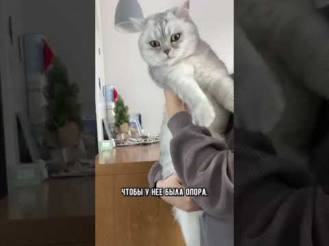 Не бери кошку на руки #shorts #кот #коты