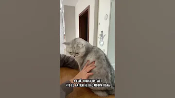 Не бери кошку на руки #shorts #кот #коты