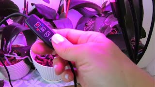Perfect LED Light for Orchids: Discover the Ideal Color for Healthy Flowers and Leaves #508