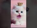 24 June 2025 #cat #catshorts #animal #cute #catlove #cats #billi #abacuswithkashish #abacusmath #apt