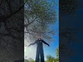 The wind was blowing softly that the tress are showing