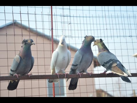 Kako parenjem golubova u srodstvu - ujednačiti letačko jato?