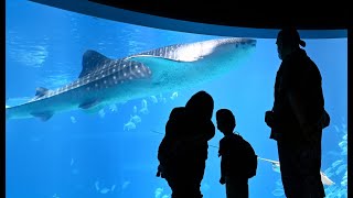 海遊館 営業再開