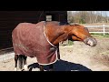Das Trauma zeigt sich | Die Google Pferde Story - Folge 4