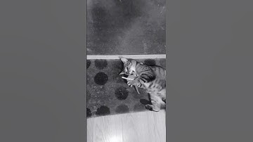 #simba going mad on his #toy #fish with #catnip sprayed on #toys #cat #cats #love that #scent 🐈🫠❤️