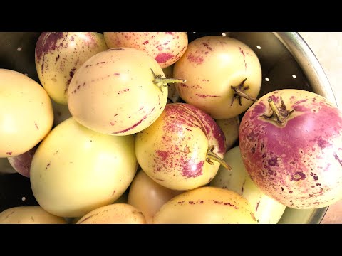 Melonenbirnen selber anbauen und richtig viel ernten | #Pepino - YouTube