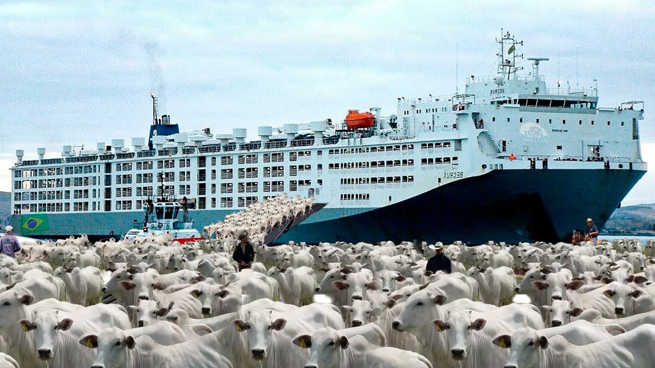 O MAIOR TRANSPORTE DE GADO DE UMA SÓ VEZ DA HISTÓRIA NO BRASIL