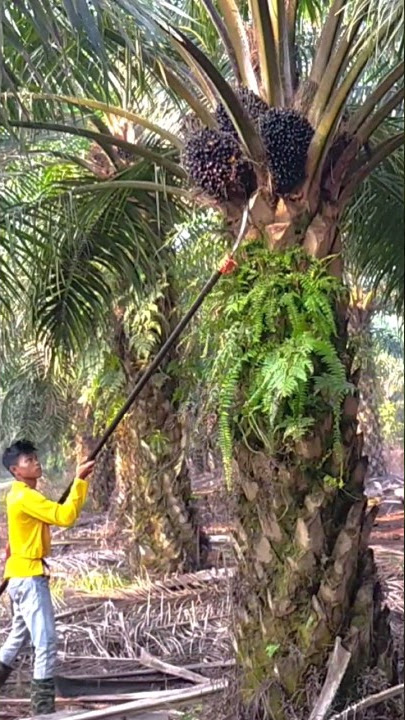 Skill panen sawit pokok rendah pakai sabit