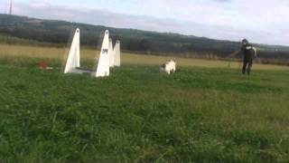 Maddie Flyball Stride Work - Sept 2013