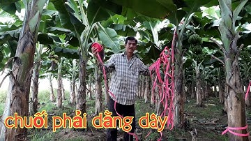 Trồng chuối mô Đài Loan, cách dằng  dây chống đổ Ngã