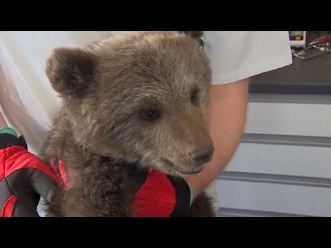 Video: Pet Scoop: Baby Bear izgorio u požaru na popravak, slijepi jazavičarski lak za dobrotvorne svrhe