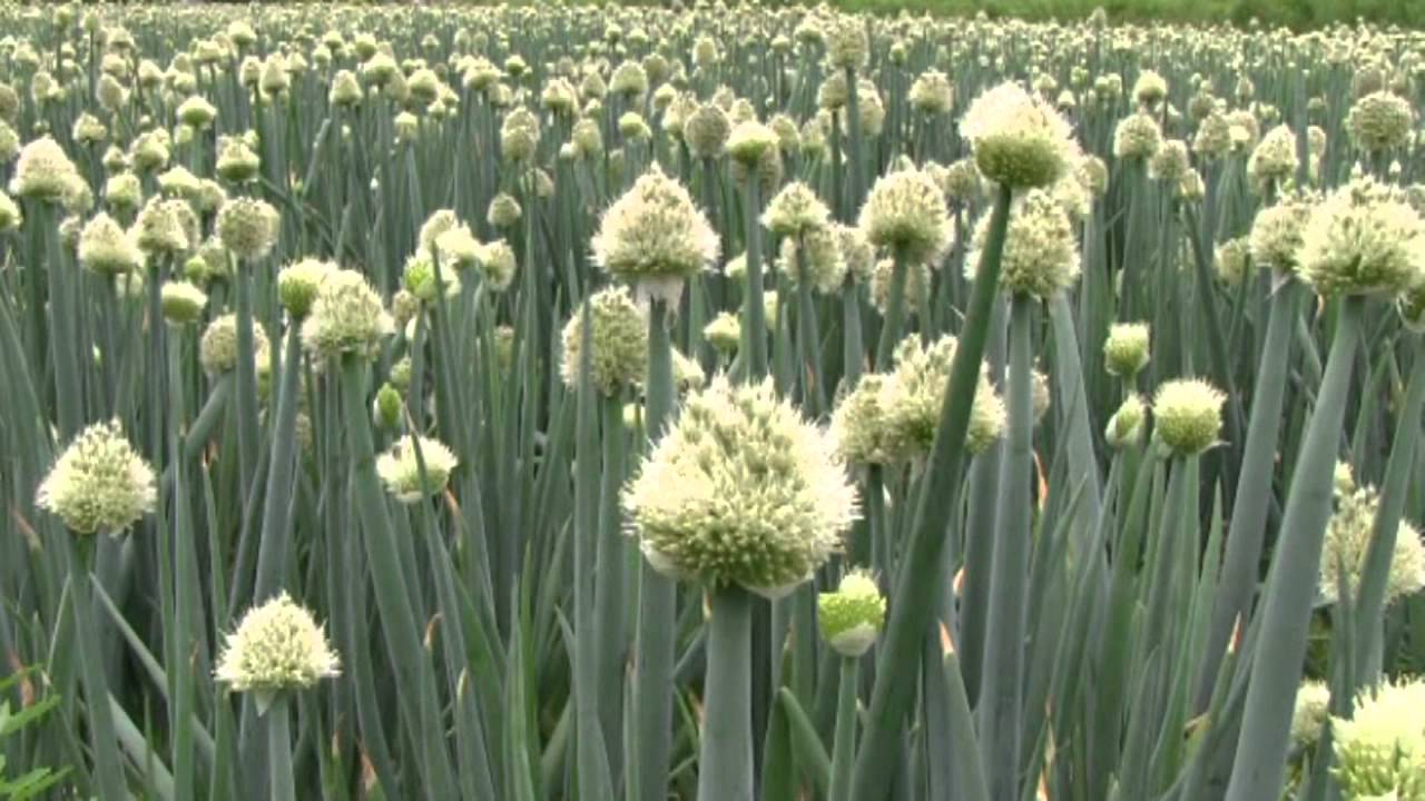 徳島で遊ぶ 葱の花 ねぎ坊主 12 Youtube