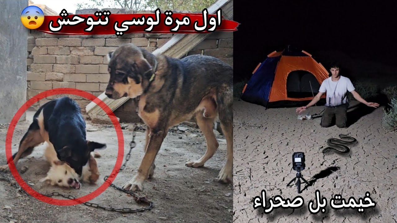 أقوى معركة بين كلبتي لوسي والكلبه الجميلة 😨 | خيمت بنص الصحراء وحدي !!