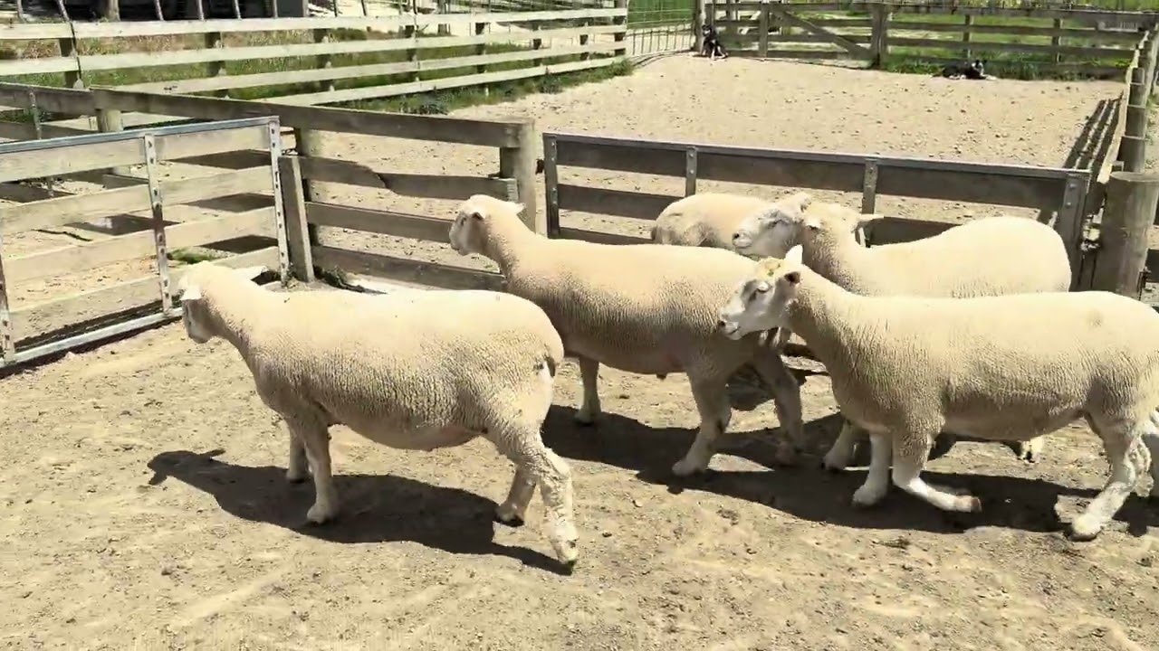Poll Dorset Rams, lots 5 to 10