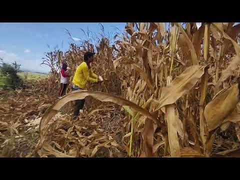 magbubukid #viral #farming