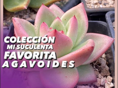 Vídeo: Sedum (76 Fotos): Descripció De La Flor Del Sedum, Plantar I Cuidar Una Planta Al Camp Obert, Utilitzar-la En Jardins, Créixer En Un Test A Casa