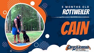 Rottweiler, 5 months, Cain | Rottweiler Dog Training) | Off Leash K9 | Nova Dog Training
