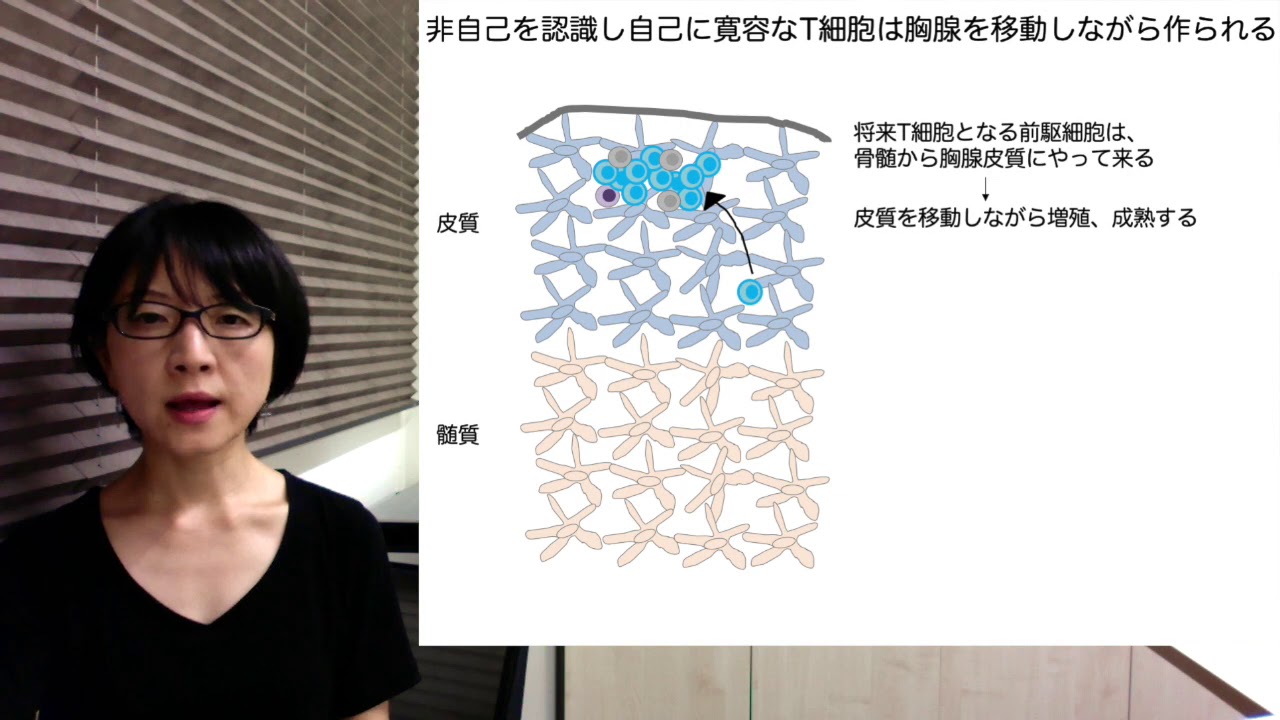 すぐにわかる免疫器官の役割～T細胞が作られる場所「胸腺」の研究