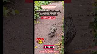 WORLDS BIGGEST GROUPWORK Birds Sweden-Episode 3 | Pheasant Hen In The Castle Garden Sweden